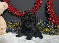 Storm, a male Poodle - Miniature  for sale in Plainville, IN – 6 of 6