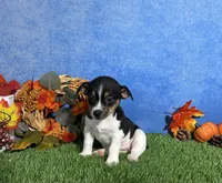 Daisy, a female Rat Terrier for sale in Plainville, IN – 5 of 5