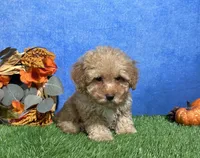 Cooper, a male Poodle - Miniature  for sale in Plainville, IN – 2 of 7