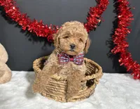 Luna, a female Poodle - Toy  for sale in Plainville, IN – Photo 9 of 9