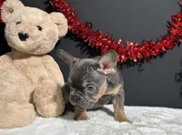 Duke, a male French Bulldog for sale in Plainville, IN – Photo 8 of 9