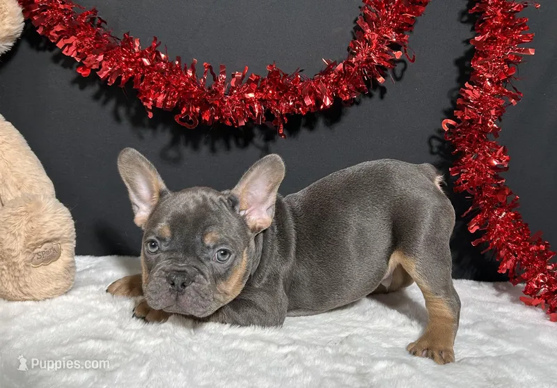 Duke – French Bulldog puppy for sale in Plainville, IN