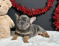 Duke, a male French Bulldog for sale in Plainville, IN – Photo 4 of 9