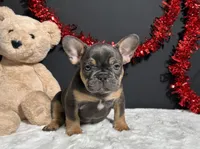 Tank, a male French Bulldog for sale in Plainville, IN – Photo 5 of 7