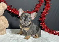 Tank, a male French Bulldog for sale in Plainville, IN – Photo 6 of 7