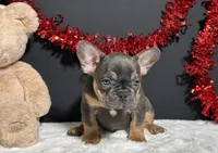 Tank, a male French Bulldog for sale in Plainville, IN – Photo 4 of 7