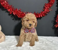 Luna, a female Poodle - Toy  for sale in Plainville, IN – Photo 8 of 9