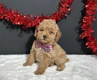 Luna, a female Poodle - Toy  for sale in Plainville, IN – Photo 3 of 9