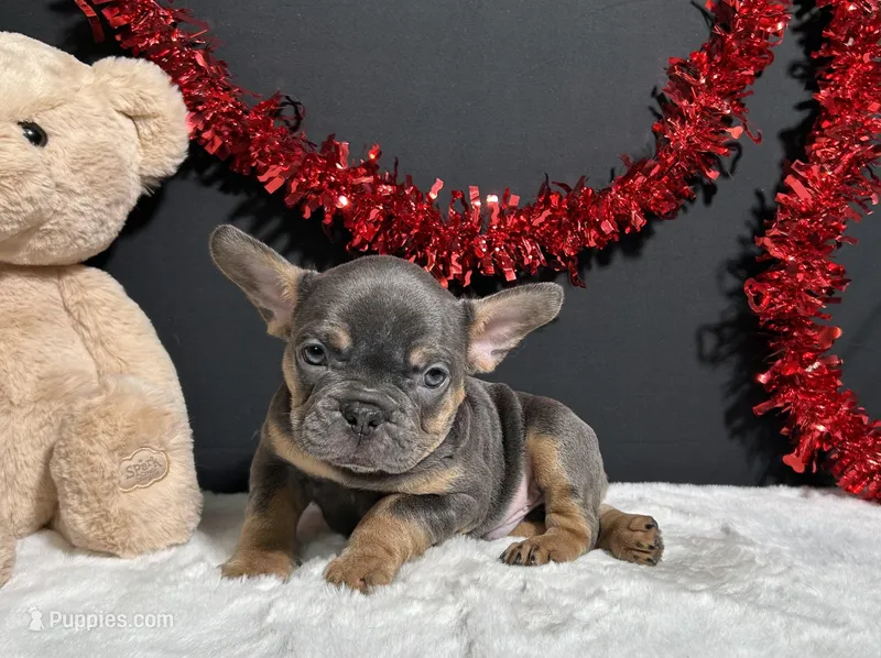 Duke – French Bulldog puppy for sale in Plainville, IN