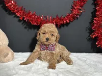Luna, a female Poodle - Toy  for sale in Plainville, IN – Photo 7 of 9