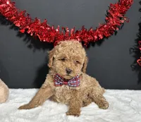 Luna, a female Poodle - Toy  for sale in Plainville, IN – Photo 4 of 9