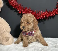 Luna, a female Poodle - Toy  for sale in Plainville, IN – Photo 2 of 9