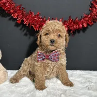 Luna, a female Poodle - Toy  for sale in Plainville, IN – Photo 5 of 9