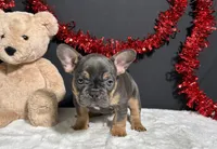 Tank, a male French Bulldog for sale in Plainville, IN – Photo 7 of 7