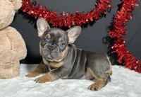 Tank, a male French Bulldog for sale in Plainville, IN – Photo 1 of 7