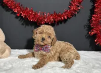 Luna, a female Poodle - Toy  for sale in Plainville, IN – Photo 6 of 9