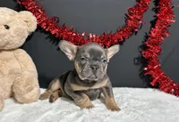 Duke, a male French Bulldog for sale in Plainville, IN – Photo 6 of 9