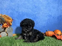 Willow, a female Poodle - Toy  for sale in Plainville, IN – 4 of 6