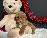 Sassy, a female Poodle - Toy  for sale in Plainville, IN – 3 of 6