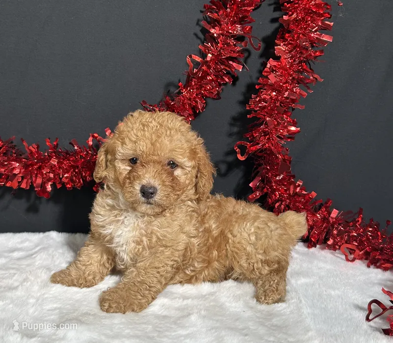 Emery – Poodle - Toy  puppy for sale in Plainville, IN