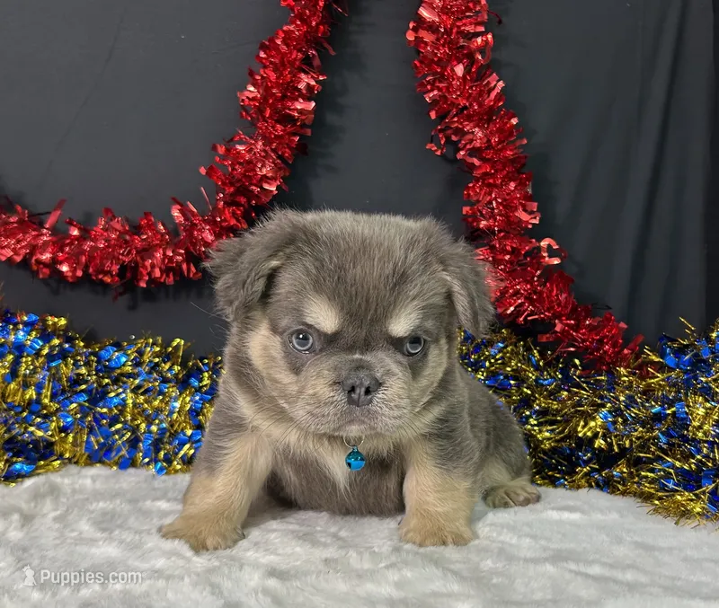 Thor – French Bulldog puppy for sale in Plainville, IN