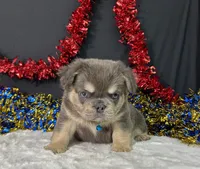Thor, a male French Bulldog for sale in Plainville, IN – 1 of 6