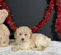 Ella, a female Poodle - Miniature  for sale in Plainville, IN – 2 of 5