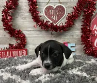 Tubby, a male Rat Terrier for sale in Plainville, IN – Photo 4 of 6