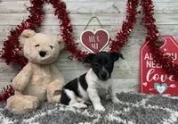 Tator, a male Rat Terrier for sale in Plainville, IN – Photo 2 of 3