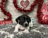 Tubby, a male Rat Terrier for sale in Plainville, IN – Photo 5 of 6
