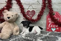 Tator, a male Rat Terrier for sale in Plainville, IN – Photo 3 of 3