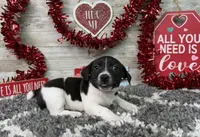 Tubby, a male Rat Terrier for sale in Plainville, IN – Photo 2 of 6
