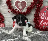 Tubby, a male Rat Terrier for sale in Plainville, IN – Photo 1 of 6
