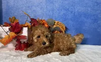 Dash, a male Poodle - Miniature  for sale in Plainville, IN – 5 of 10