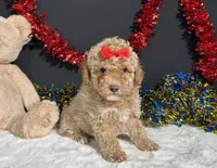 Maverick , a male Poodle - Miniature  for sale in Plainville, IN – 6 of 7