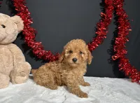 Fancy, a female Poodle - Toy  for sale in Plainville, IN – 6 of 6