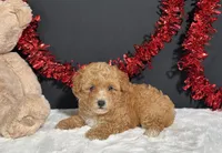 Andrea, a female Poodle - Toy  for sale in Plainville, IN – 5 of 7