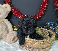 Diva, a female Maltipoo for sale in Plainville, IN – 6 of 8