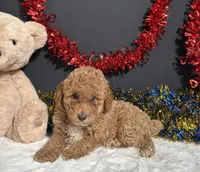 Kathy, a female Poodle - Miniature  for sale in Plainville, IN – 5 of 6