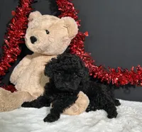 Claire, a female Poodle - Toy  for sale in Plainville, IN – 6 of 8