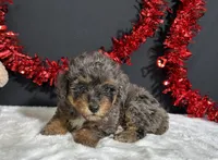 Millie, a female Poodle - Miniature  for sale in Plainville, IN – 2 of 6