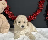 Cynthia, a female Poodle - Miniature  for sale in Plainville, IN – 8 of 8