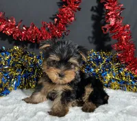 Spike, a male Yorkshire Terrier for sale in Plainville, IN – 1 of 6