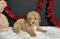 Bandit, a male Poodle - Miniature  for sale in Plainville, IN – 9 of 9