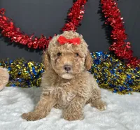 Maverick , a male Poodle - Miniature  for sale in Plainville, IN – 4 of 7