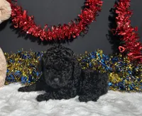 Storm, a male Poodle - Miniature  for sale in Plainville, IN – 5 of 6