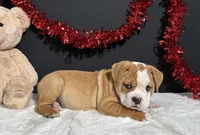 Tator, a male English Bulldog and Beagle for sale in Plainville, IN – Photo 5 of 7