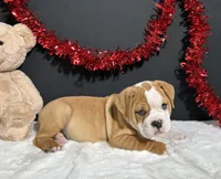 Tator, a male English Bulldog and Beagle for sale in Plainville, IN – Photo 7 of 7