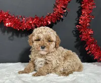 Ames, a male Poodle - Miniature  for sale in Plainville, IN – Photo 3 of 6