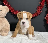 Tator, a male English Bulldog and Beagle for sale in Plainville, IN – Photo 6 of 7